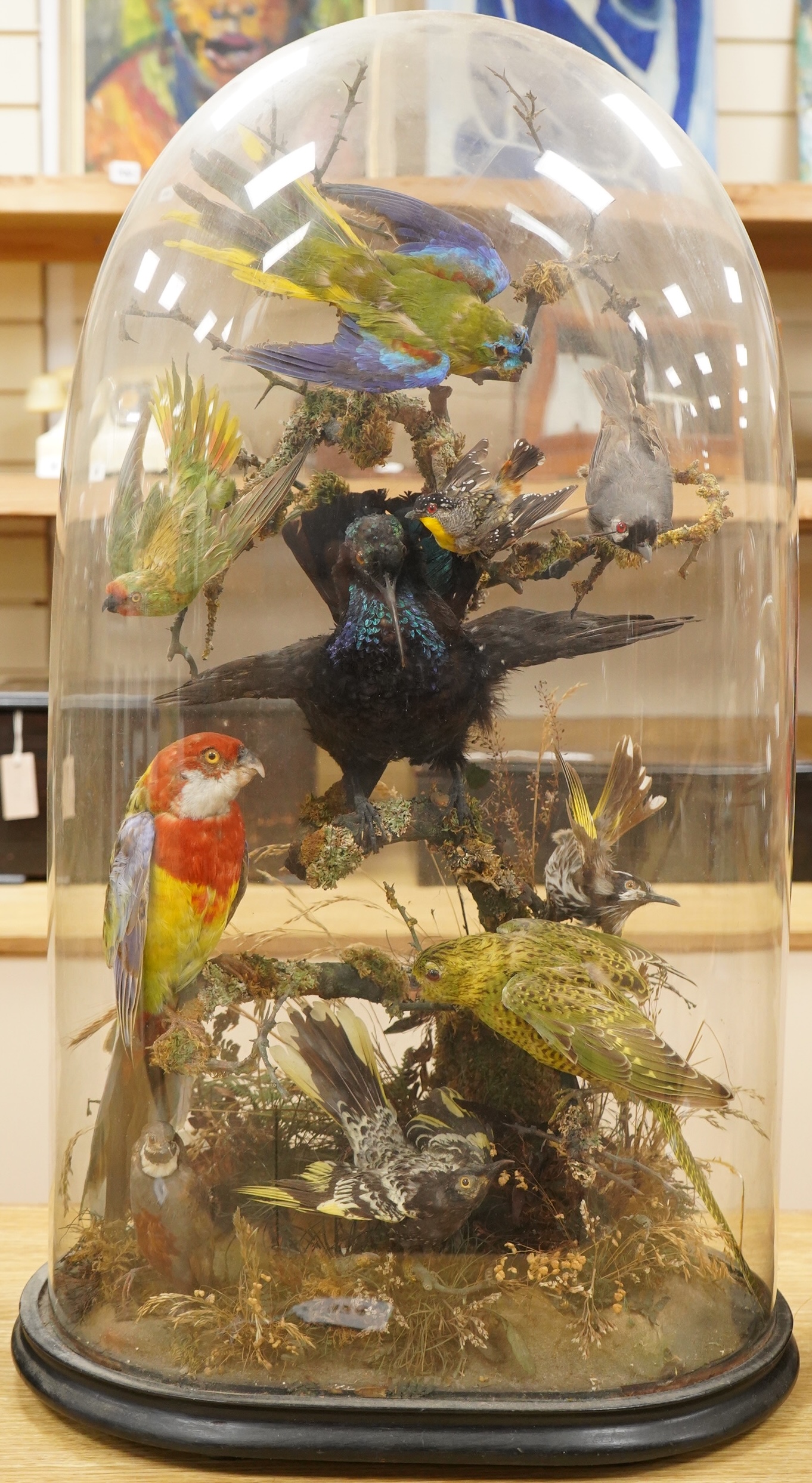 A Victorian taxidermy display of exotic birds including an Eastern Rosella, a Turquoise Parrot, a Night Parrot, etc., contained within a domed case with ebonised base, 70cm high, 40cm wide